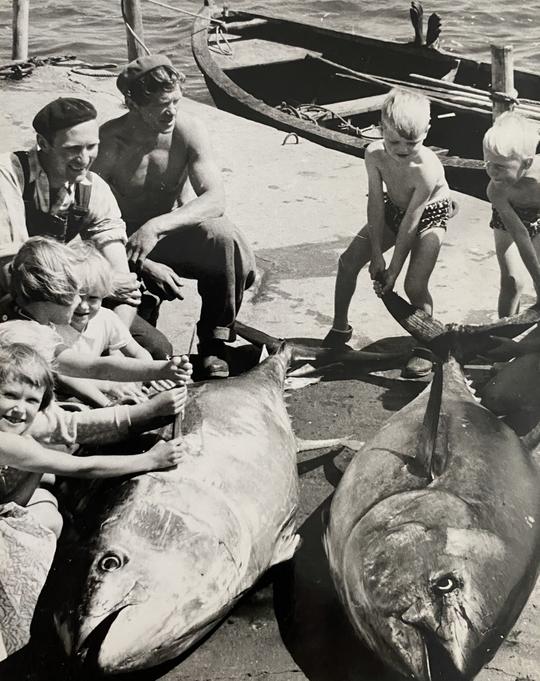 Två stora tonfiskar upplagda på kajen i Jonstorp. Det var Allan Svensson och Gustaf Björkman som hade fångat de stora fiskarna vägande 234 kg respektive 204 kg i deras bottengarn.